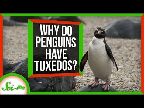 What Happens If the Prosecutor Doesn't Show Up for Court, and Why Do Penguins Wear Tuxedos?