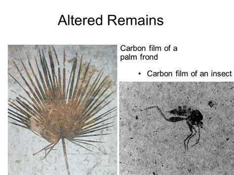 What is a Carbon Film Fossil? A Glimpse into the Shadows of Ancient Life